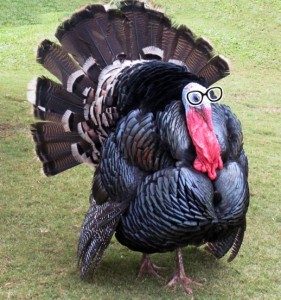 Turkey with glasses