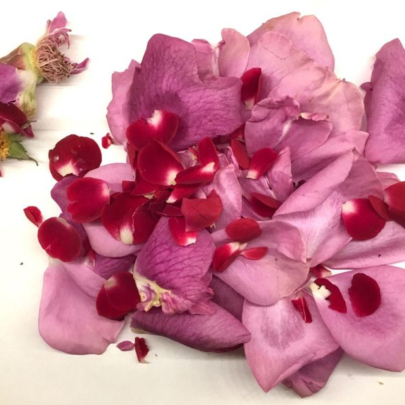 A pile of fresh red and pink rose petals, ready to be turned into rose water to treat dry eyes..